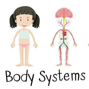 Ciências 5º Ano Fundamental – Os sistemas do corpo humano: órgãos componentes, funções e importância.